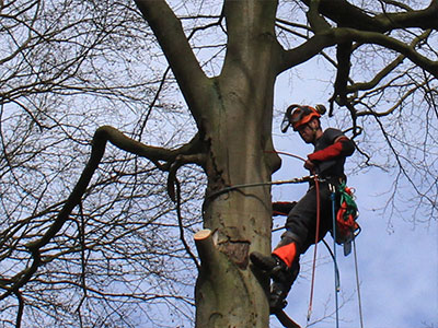abattage d'arbre à Charleroi